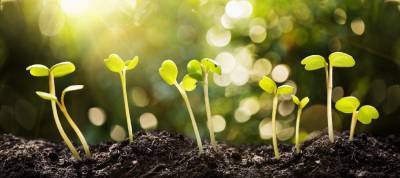 image of flowers growing