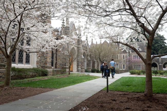 Students walk up the path toward westbrook as white flowers bloom on the trees