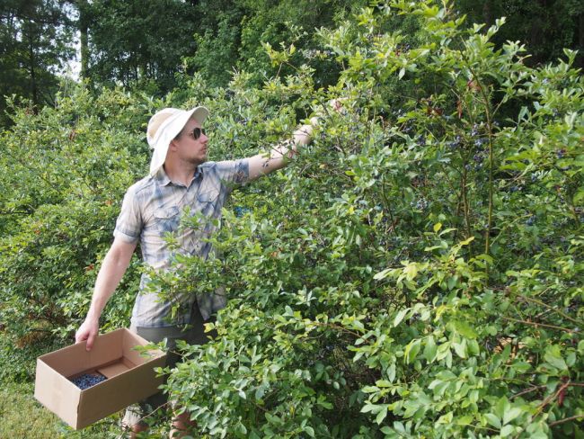 Student Andrew Lauber picking blueberries and collecting them in a cardboard box, wearing a tan hat and blue plaid shirt