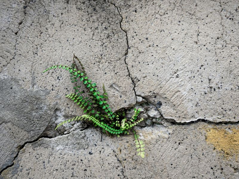 Flourishing in the Cracks: Cultivating Moral Resilience in the Midst of Moral Distress