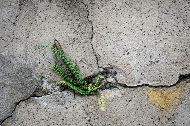 Fern grows from crack in concrete